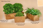 Adelina Planter