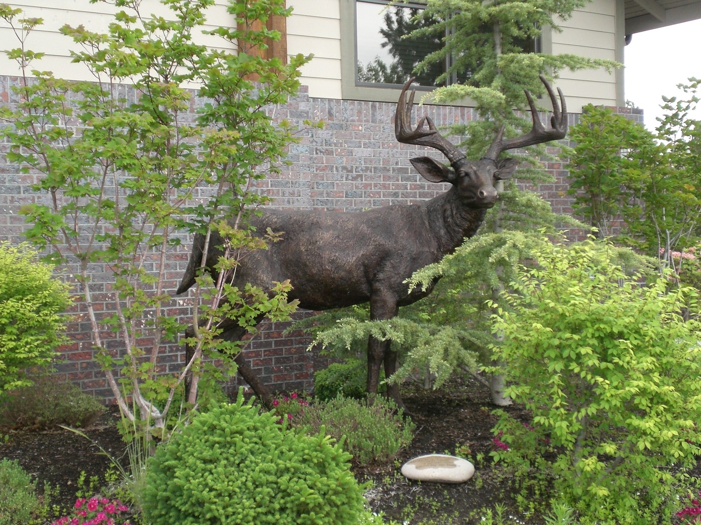 Large Buck