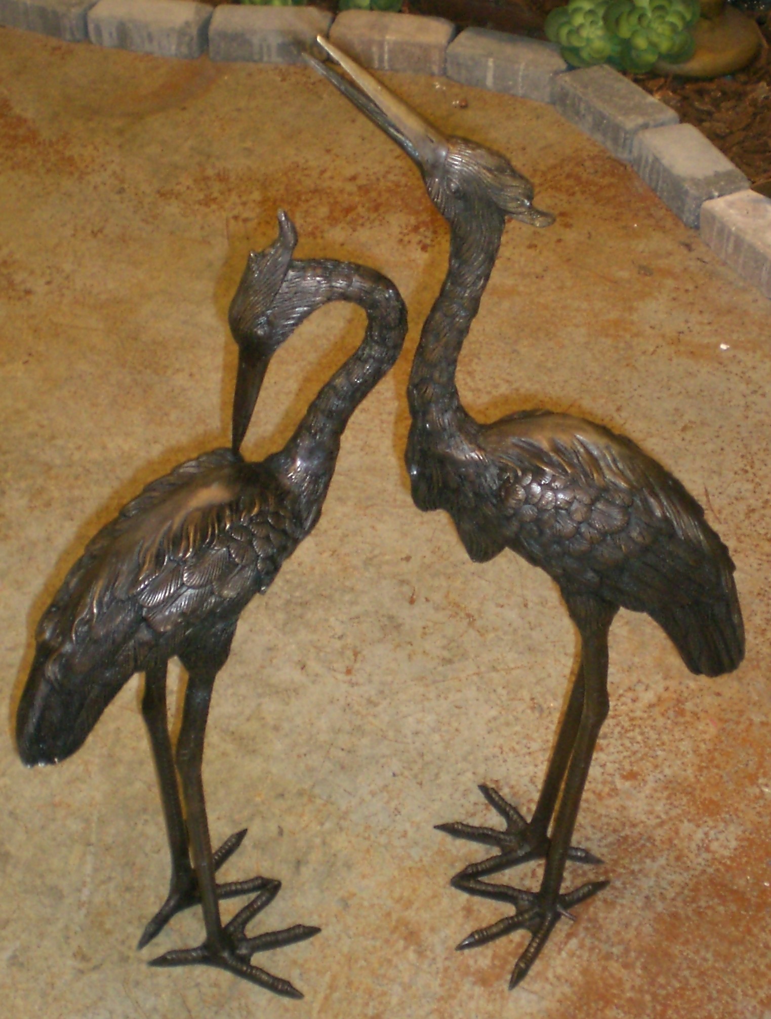 Small herons pair