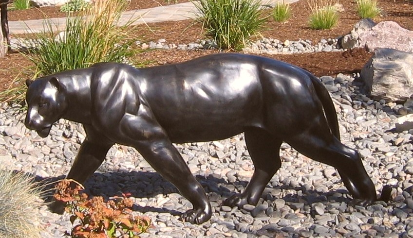 Cougar walking