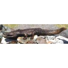 Alligator-piped