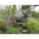 Large Buck