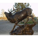 Large Elk on rock