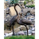 Medium Herons pair